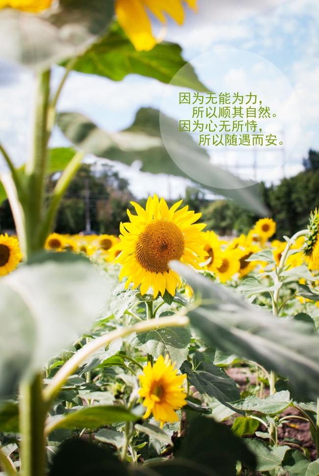 好听大方得体的女孩名字