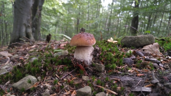 做事缓慢 这种属相一直思虑过多而导致败