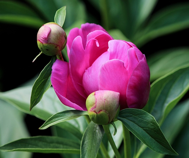 水仙花怎么养才开花 不开花原因是什么