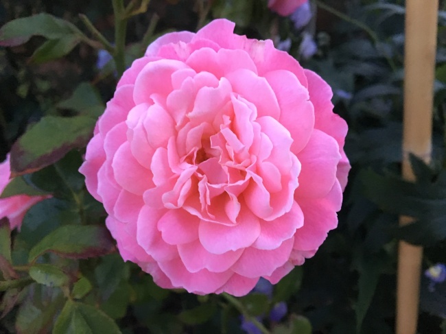 1975年的兔和1986年的虎婚姻如何 运势好不好