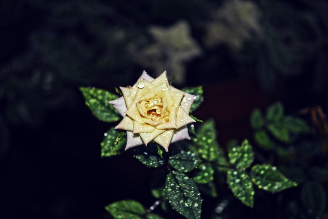 2021年大暑烂桃花扎堆的星座