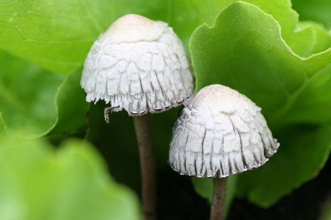 爱的保鲜剂  老公生日送什么花好