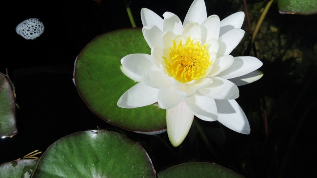 木星合月天象预兆 代表什么