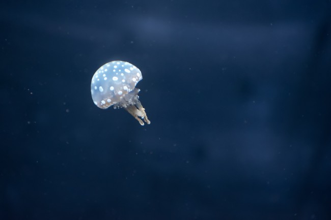 一枝独秀 在职人员场上没这种星座不行