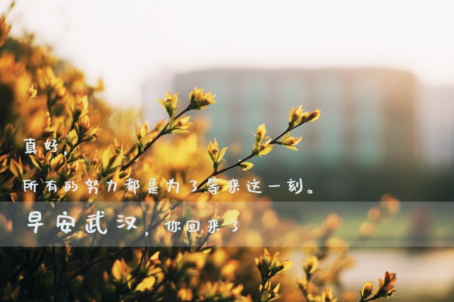 不显露锋芒 只在身后默默地勤奋的属相