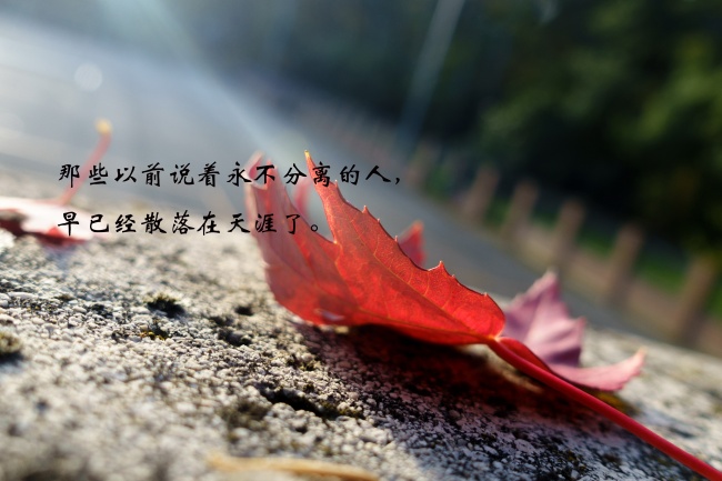 念旧 会因旧情感伤一辈子的属相