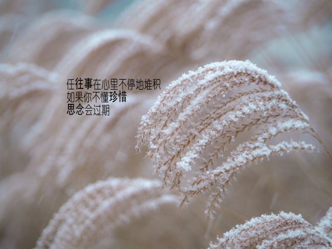 会由于他人过强而各种各样使绊子的十二星座