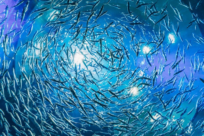星座加血型准到吓人 4种血型结合12星座看性格