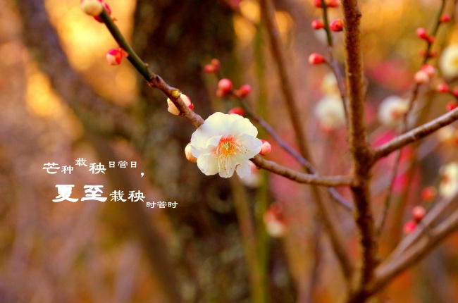爱情测试 双子座和金牛座的配对评分、比重、解析