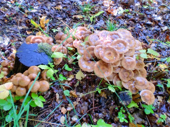 星座配对 处女座和水瓶座的配对评分、比重、解析