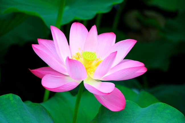 艾菲尔 十二星座一周运势最新11.15-11.21