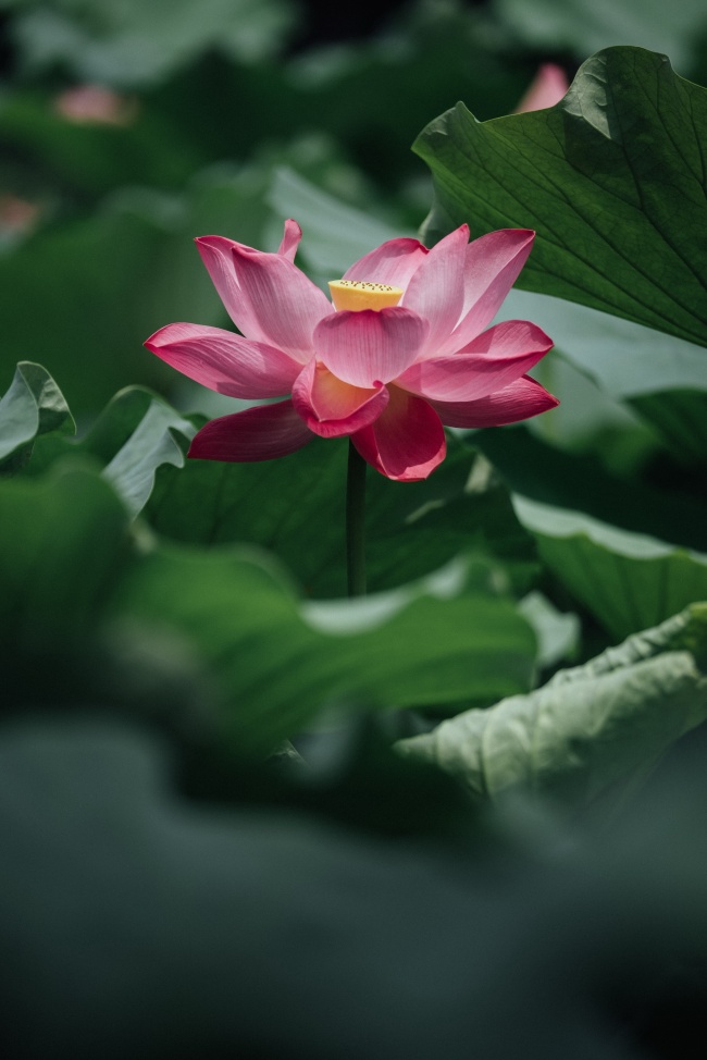 射手座恩爱无比的星座配对  灵魂伴侣