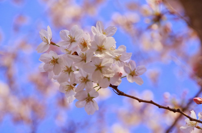 【生肖解惑】属牛人的爱情弱点  心太软