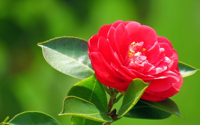 本命年遇桃花运是福是祸 如何规避烂桃花