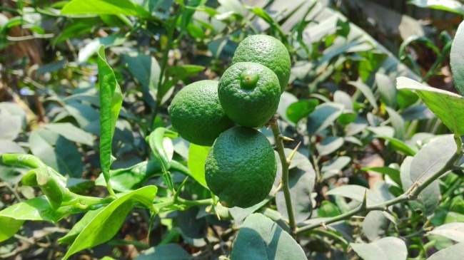 2023年属虎有牢狱之灾，如何化解
