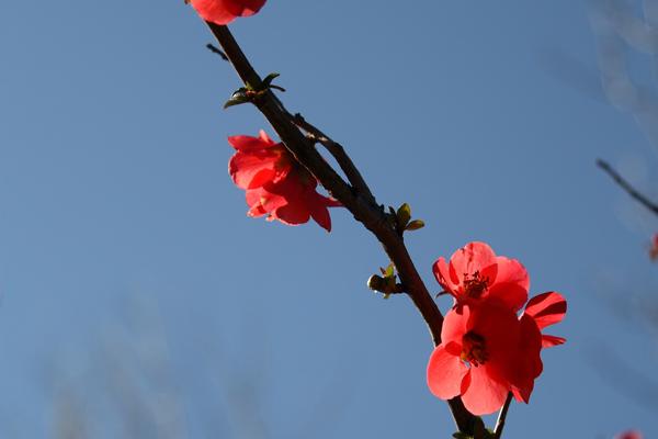 2023年12月2日属相小运 今日特吉生肖小运播报