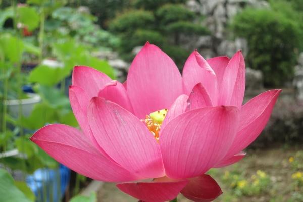 2022年腊月十五开业好不好 今日开业可否生意兴隆财源不断