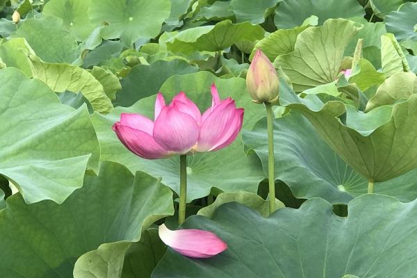 属相相冲一览 2023年7月18日冲什么属什么生肖