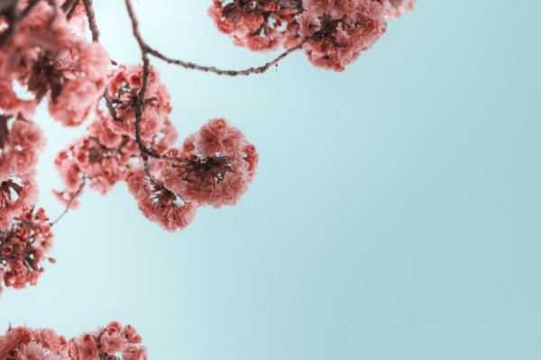两人属鸡的2023年结婚好吗 婚姻运势怎么样