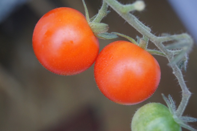 水瓶座2023年春节桃花运吉凶解析 争吵不断  　　