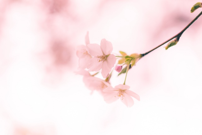 春节前后生孩子怎么起名好一点 生机勃勃宅心仁厚