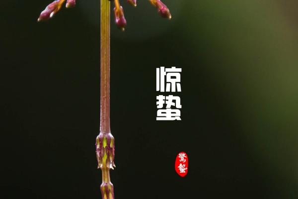 诗经里面适合女孩的名字大全