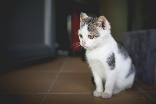 [今日运势]属猪运势