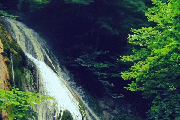 [今日运势]属狗运势