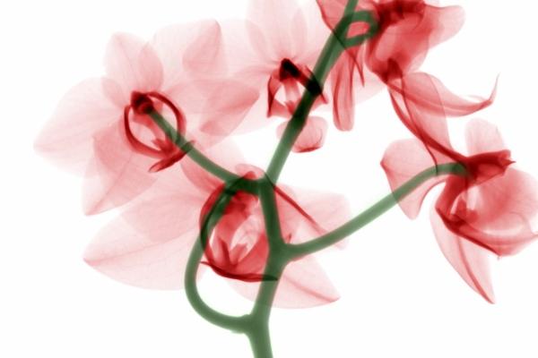 男虎和女鼠其实非常配 &nbsp;互相倾慕感情长久