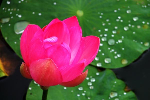 黑兔年初二和贵人投缘,2023不是做官就是赚大钱的生肖!
