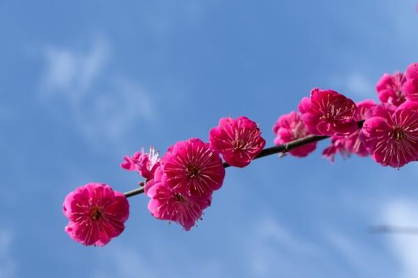 春节生的女宝宝名字叫什么 气质干净 唯美好听