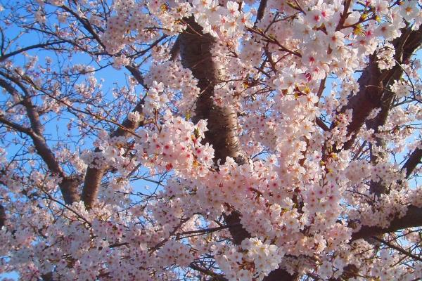 丙戌日柱在哪一年动婚姻宫 丙戌日在2023年好不好