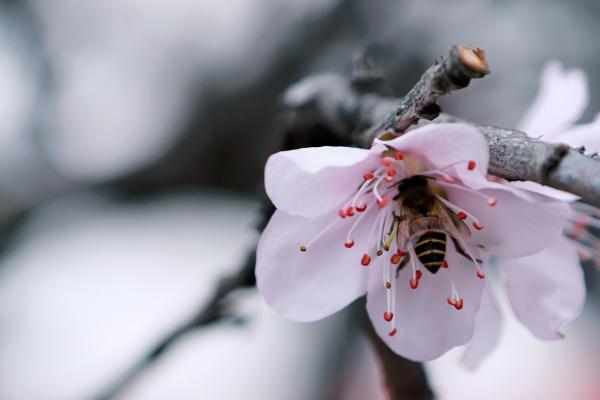 梦到芦花鸡是啥预兆