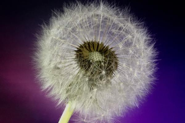 2024年注定遇见真爱的生肖，龙年最有可能结婚的属相排名