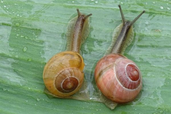 属虎今日运势