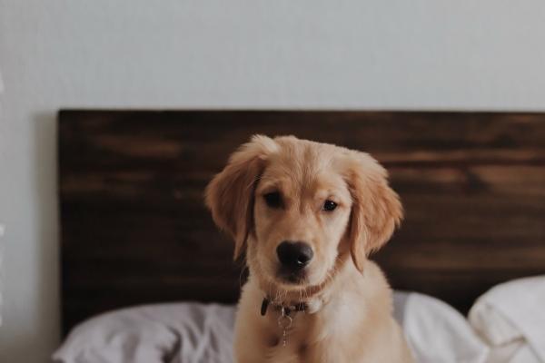 梦到了学校闹鬼预兆了什么吗