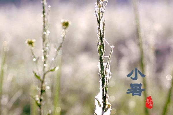狮子座2023年7月学业运走向 太努力反而不好?
