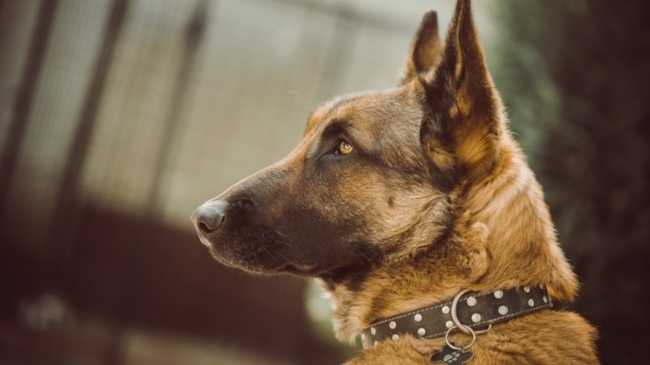 属兔男和属蛇的婚配好不好 八字相杀不太合适 属兔男和属蛇的婚配好不好 八字相杀不太合适