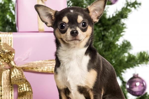 属兔的和属蛇的相配吗 属相最配 属兔的和属蛇的相配吗 属相最配