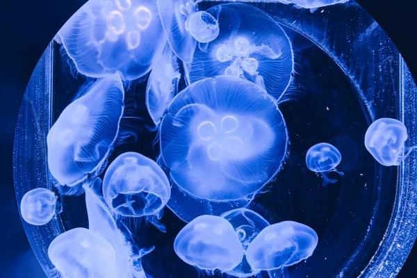 属猴白羊座2023年下半年运势如何 自己健康状况