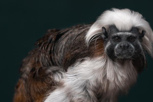 男属虎兔年2023年下半年运势如何 下半年运程咋样