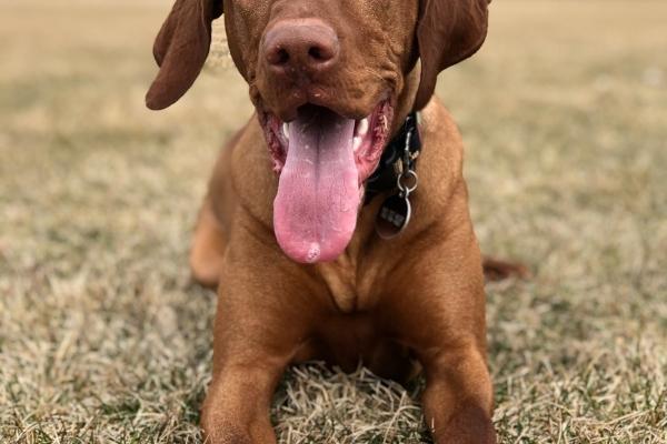 2023年属鸡下半年要出大事 要倒大霉吗 2023年属鸡下半年要出大事 要倒大霉吗