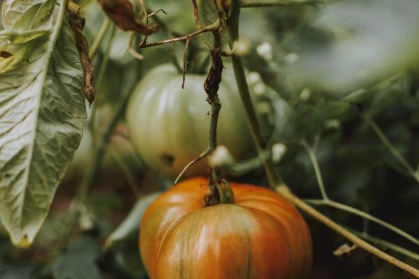 2023年属猪下半年要出大事 要倒大霉吗 2023年属猪下半年要出大事 要倒大霉吗