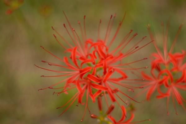 属牛人2023年下半年运势及每月运程 2023年属牛人的全年运势详解