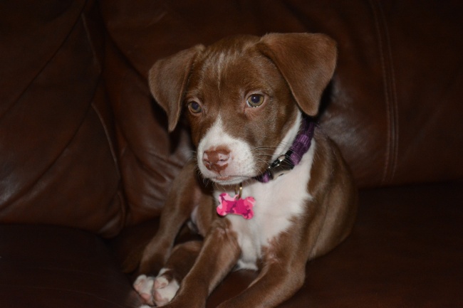 属猪人2023年下半年运势及每月运程  2023年属猪人的全年运势详解