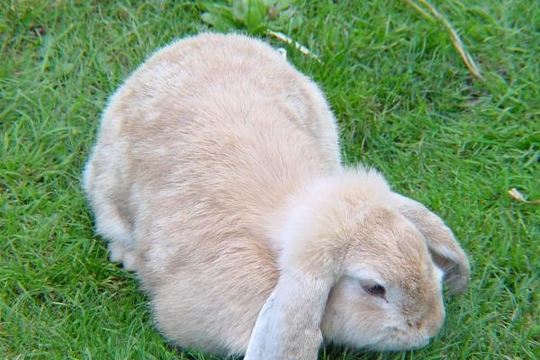 为什么属相狗跟蛇不能配 为什么不能结婚