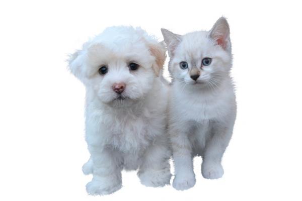 离火九紫运对什么属相好 2024年后九运最旺的人 离火九紫运对什么属相好 2024年后九运最旺的人