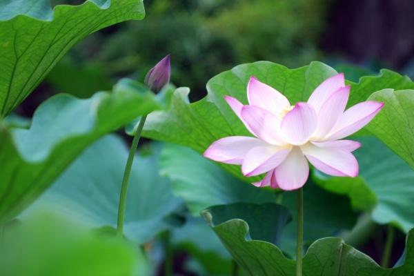 梦见分鱼吃会是什么预兆