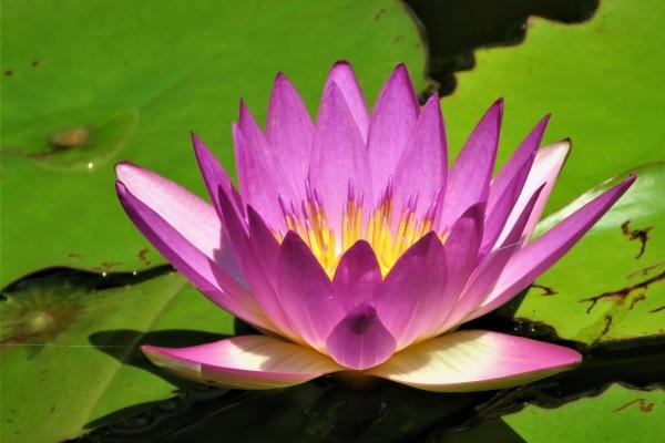 属兔本命年下半年运气会好一点吗 运势怎么样 属兔本命年下半年运气会好一点吗 运势怎么样