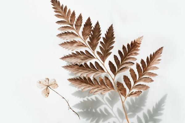 &quot;虚伪与欲望的交织!揭秘四大生肖中表面正经私底下狂野放荡的欲望主宰者!&quot;